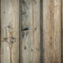 Natural Weathered Wood iPhone X Skin