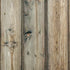 Natural Weathered Wood iPhone XR Skin