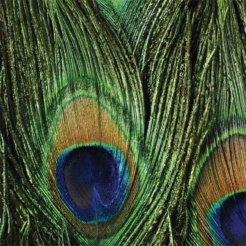 Peacock Animal Print Nintendo 2DS XL (2017) Skin