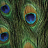 Peacock Animal Print iPhone X Pro Case