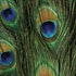 Peacock Animal Print iPhone XR Skin