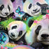 Rainbow Pandas with Butterflies by Sheena Pike HP Spectre Skin