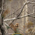 NFL Realtree Camo Green Bay Packers iPhone X Pro Case