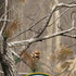 NFL Realtree Camo Green Bay Packers iPhone XS Pro Case