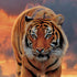 Vincent Hie Rising Tiger Moto E5 Play Skin