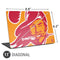 NFL Tampa Bay Buccaneers Retro Logo Universal Laptop 11in (8.8 x 6.2in) Skin