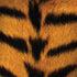 Tigress Animal Print Galaxy Note 8 Skin