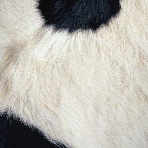 Cow Animal Print iPhone XR Skin